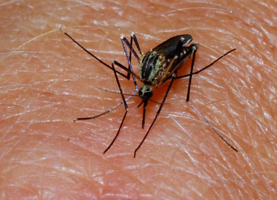 Mosquito Bite