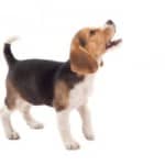 How to Stop Your Dog Barking