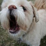 Stop Puppy Biting – Training Puppies Not To Bite