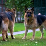 How to Successful Train a German Shepherd